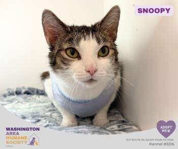 Snoopy -  Domestic Short Hair Cat for Adoption in Eighty Four, Pennsylvania - Snoopy | PetCurious