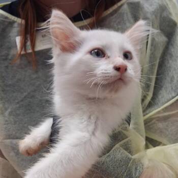The Dress -  Siamese Cat for Adoption in Murray, Utah - The Dress | PetCurious