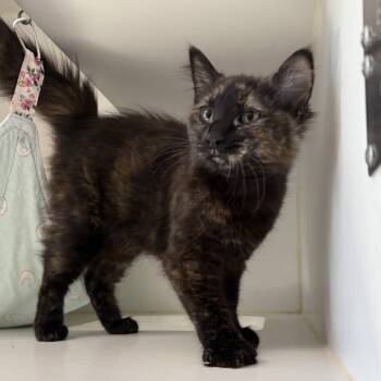 Lyric (bonded w/ Poem) -  Domestic Medium Hair Cat for Adoption in Oakland, California - Lyric (bonded W/ Poem) | PetCurious