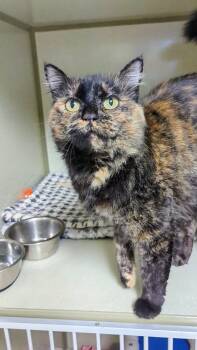 Rescue Domestic Medium Hair Cats for Adoption in West Jefferson, Ohio - Mumu | PetCurious