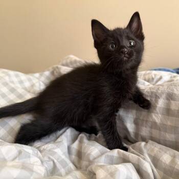 Thistle C70187 -  Domestic Short Hair Cat for Adoption in Minnetonka, Minnesota - Thistle C70187 | PetCurious
