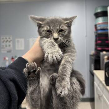 Plasma -  Domestic Short Hair Cat for Adoption in Indianapolis, Indiana - Plasma | PetCurious