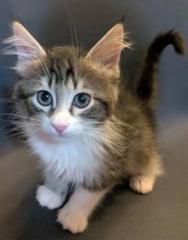 Yumi -  Domestic Medium Hair and Domestic Short Hair Cat for Adoption in Divide, Colorado - Yumi | PetCurious