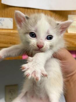 Theo -  Domestic Short Hair Cat for Adoption in Lockhart, Texas - Theo | PetCurious
