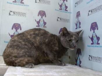 Domestic Short Hair Cats Available for Adoption in Orlando, Florida - MEESHU | PetCurious