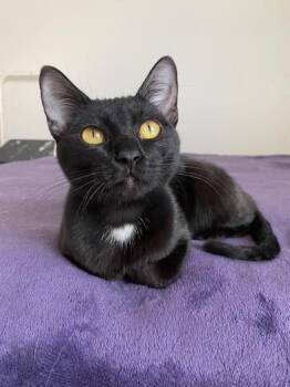 Rescue Domestic Short Hair and Bombay Cats for Adoption in Liverpool, Texas - Luke | PetCurious