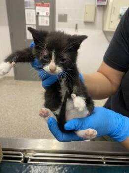 Seth Jarvis -  Domestic Short Hair Cat for Adoption in Gastonia, North Carolina - Seth Jarvis | PetCurious
