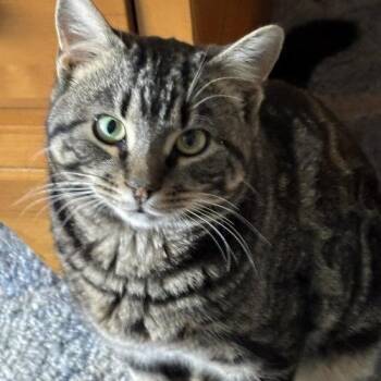 Tundra -  Tabby Cat Available for Adoption in East Greenwich Township, New Jersey - Tundra | PetCurious