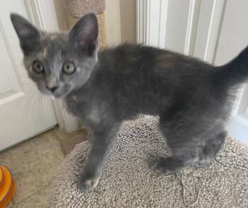 Bell Pepper -  Domestic Short Hair Cat Available for Adoption in Cumming, Georgia - Bell Pepper | PetCurious