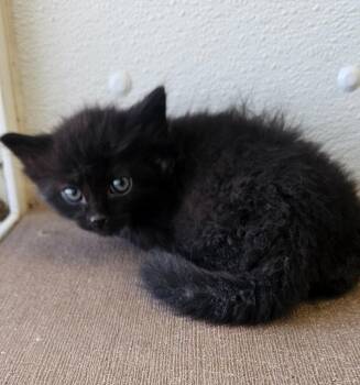 Corral kitten 4 -  Domestic Medium Hair Cat for Adoption in Green River, Wyoming - Corral Kitten 4 | PetCurious