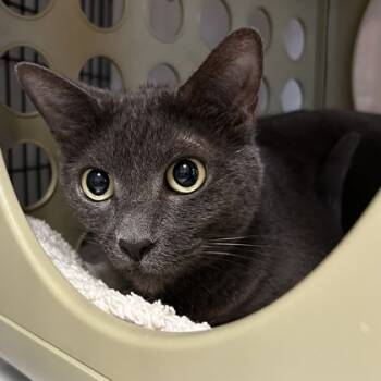 Rescue Domestic Short Hair Cats for Adoption in Carrollton, Texas - Alma | PetCurious