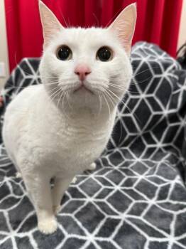 Exotic Shorthair Cats Available for Adoption in Vacaville, California - Empress | PetCurious