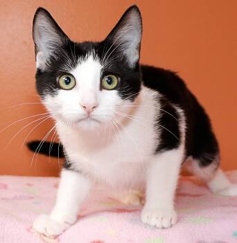 Double Stuff -  Domestic Short Hair Cat for Adoption in Cincinnati, Ohio - Double Stuff | PetCurious