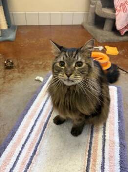 Mac -  Domestic Long Hair Cat for Adoption in Salinas, California - Mac | PetCurious