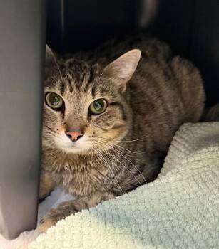 Domestic Short Hair Cats Available for Adoption in Fort Collins, Colorado - Hermes | PetCurious