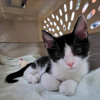 Rescue Domestic Short Hair Cats for Adoption in Middleburg, Florida - Antonio 27729 | PetCurious