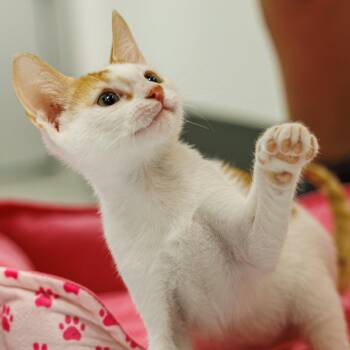 Jax -  Domestic Short Hair Cat for Adoption in St. Cloud, Florida - Jax | PetCurious