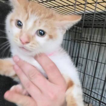 Mattox 5 -  American Shorthair Cat for Adoption in Melrose, Florida - Mattox 5 | PetCurious