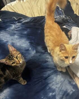 Google -  Domestic Long Hair Cat for Adoption in Greensboro, North Carolina - Google | PetCurious