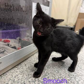 Domestic Short Hair Cats Available for Adoption - Smooch *Meet Me At Eagan Petsmart* | PetCurious