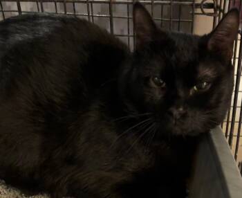 Domestic Short Hair Cats Available for Adoption - MARCO | PetCurious