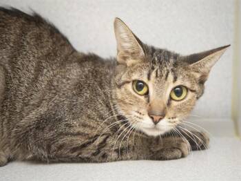 DARIA -  Domestic Short Hair Cat for Adoption in Phoenix, Arizona - DARIA | PetCurious