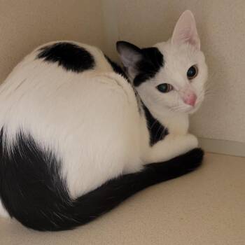 Macaroni Salad -  Domestic Short Hair Cat for Adoption in Wheeling, Illinois - Macaroni Salad | PetCurious