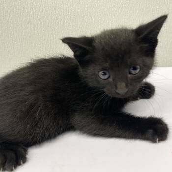 Orbit -  Domestic Short Hair Cat Available for Adoption in Tampa, Florida - Orbit | PetCurious