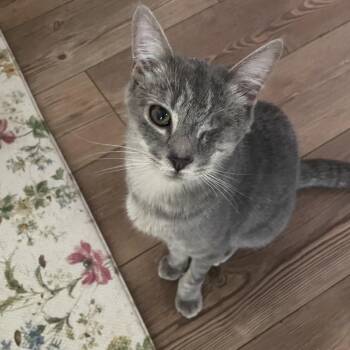 Dark Knight -  Domestic Short Hair Cat for Adoption in Fredericksburg, Virginia - Dark Knight | PetCurious