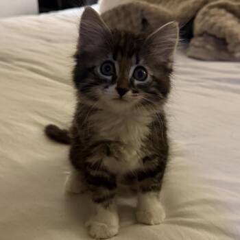 Legolas (maroon) -  Domestic Long Hair Cat for Adoption in Sunnyvale, California - Legolas (maroon) | PetCurious