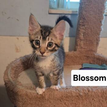 Blossom -  Domestic Short Hair Cat for Adoption in NEW PT RICHEY, Florida - Blossom | PetCurious