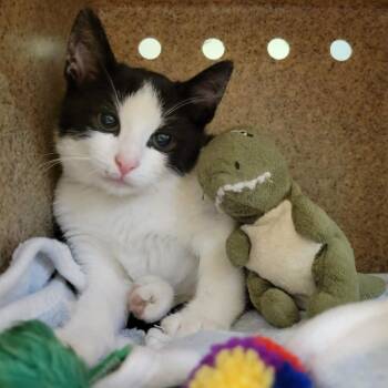 Liopleurodon -  Domestic Short Hair Cat for Adoption in Columbia, Missouri - Liopleurodon | PetCurious