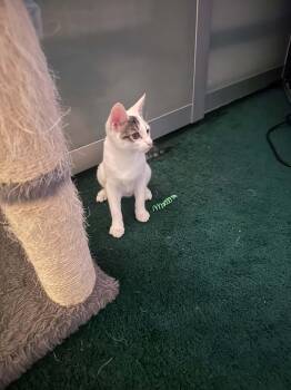 Opal -  Domestic Short Hair Cat for Adoption in North Babylon, New York - Opal | PetCurious