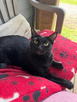 Domestic Short Hair Cats Available for Adoption in Oak Forest, Illinois - Gordita-Bonded With Chalupa | PetCurious