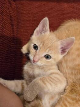 Milo (bonded to Poppy) -  Domestic Short Hair Cat Available for Adoption in Columbia, Maryland - Milo (bonded To Poppy) | PetCurious