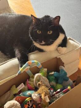 Rescue Domestic Short Hair Cats for Adoption in Morton Grove, Illinois - Hunter | PetCurious