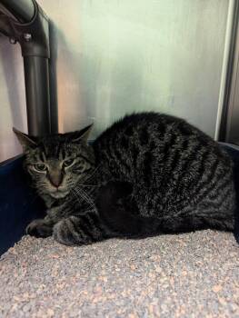 Domestic Short Hair Cats Available for Adoption in La Porte, Indiana - Furby | PetCurious