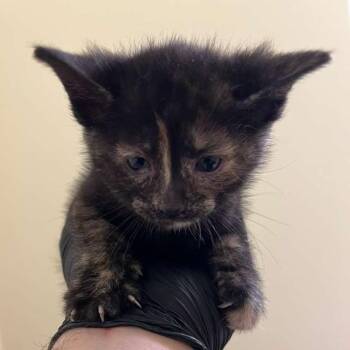 Erli -  Domestic Short Hair Cat for Adoption in Winchester, Virginia - Erli | PetCurious