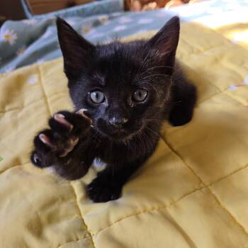 Jiji -  Domestic Short Hair and Bombay Cat for Adoption in Rossville, Georgia - Jiji | PetCurious
