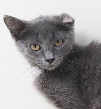 Shirley is PURRFECTLY imPURRFECT - super loving even with goofy  -  Russian Blue Cat for Adoption in Bedford Hills, New York - Shirley Is PURRFECTLY ImPURRFECT - Super Loving Even With Goofy  | PetCurious
