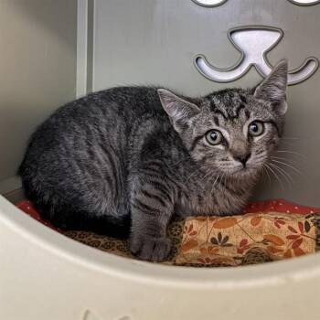 MOLE -  Domestic Short Hair Cat for Adoption in Camarillo, California - MOLE | PetCurious