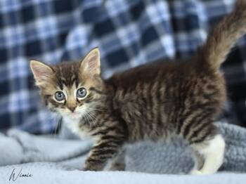 Domestic Medium Hair Cats Available for Adoption in Montgomery, Texas - Winnie | PetCurious