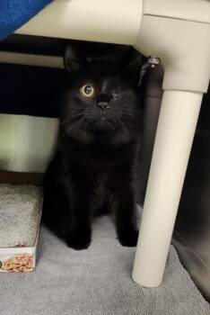 Velvet -  Domestic Short Hair Cat for Adoption in Montreal, Quebec - Velvet | PetCurious