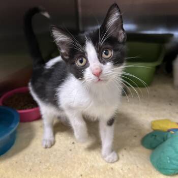 Rescue Tuxedo Cats for Adoption in La Grange Park, Illinois - Midnight Kitten | PetCurious