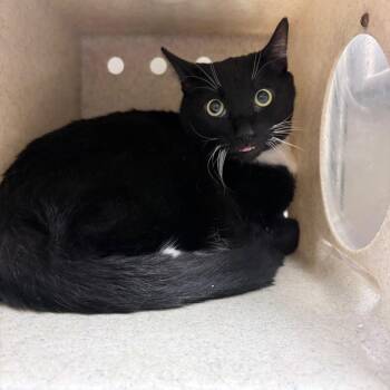 Apple Cat -  Domestic Short Hair Cat for Adoption in Reno, Nevada - Apple Cat | PetCurious