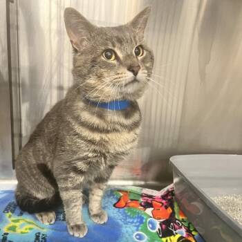 Matthew -  Domestic Short Hair Cat for Adoption in Buffalo, New York - Matthew | PetCurious