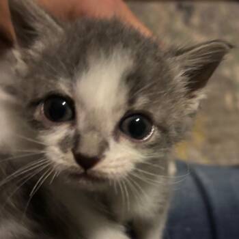 Jackson -  Domestic Short Hair Cat for Adoption in Bulverde, Texas - Jackson | PetCurious
