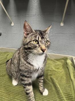 Boots -  Domestic Short Hair Cat Available for Adoption in Edinburg, Virginia - Boots | PetCurious