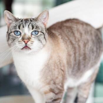 Rescue Domestic Short Hair and Siamese Cats for Adoption in Long Beach, California - Lexi - BONDED | PetCurious
