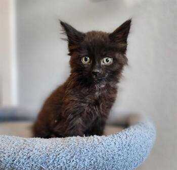 FLUFFERNUTTER -  Domestic Long Hair Cat for Adoption in Colorado Springs, Colorado - FLUFFERNUTTER | PetCurious